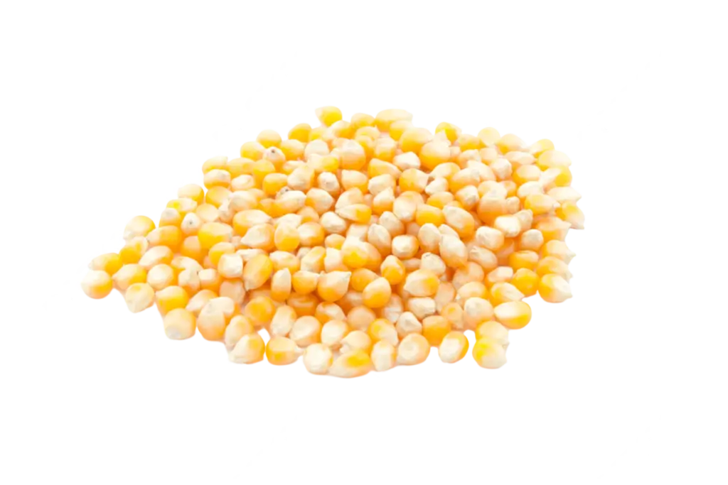 Maize